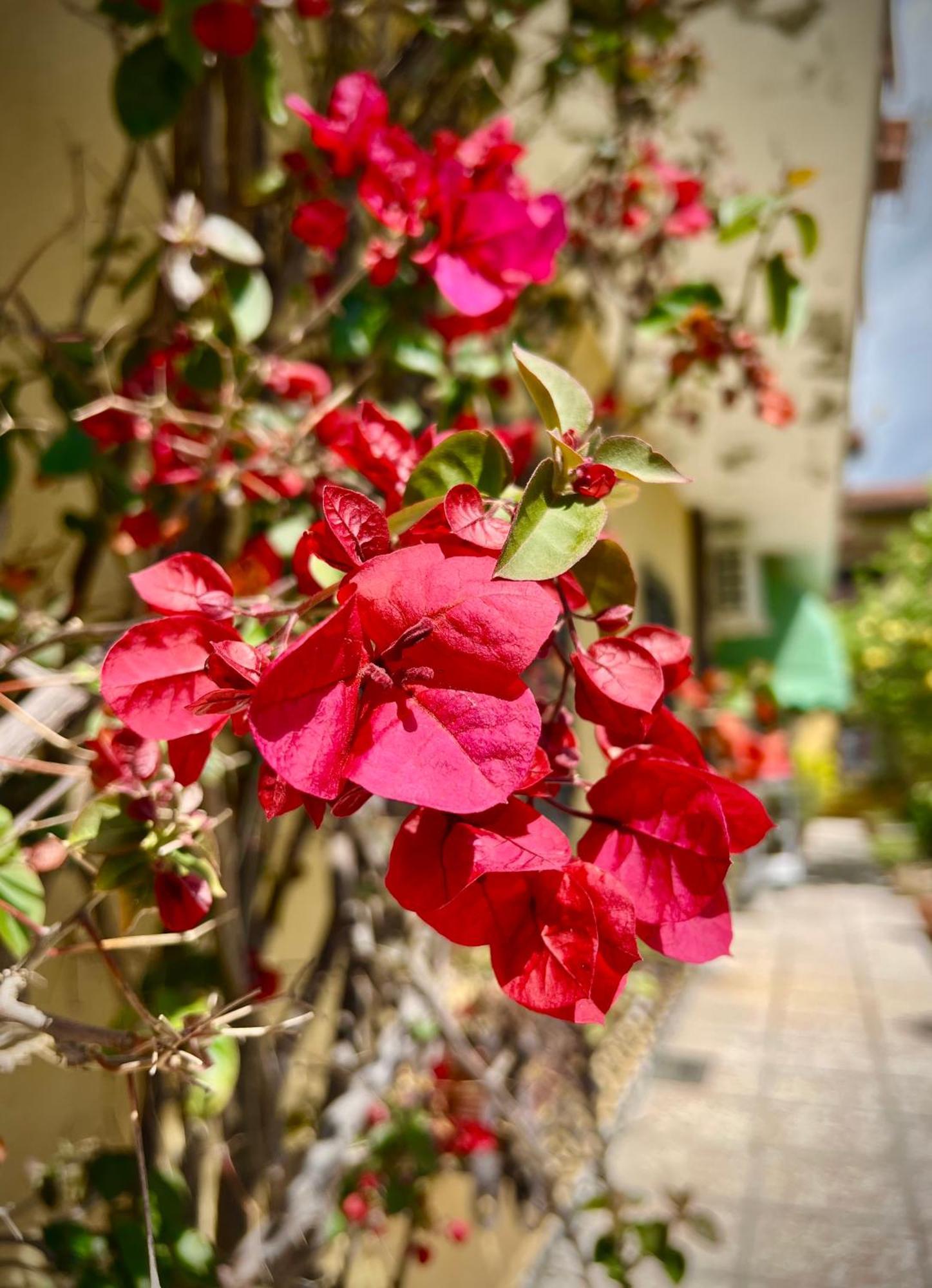 Bed&Breakfast Villa Lorena Forte dei Marmi Luaran gambar